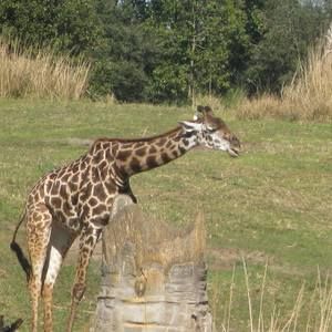 Meet your Posher, Ally